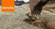 Heartstopping Rescue of Baby Deer Trapped in Mud