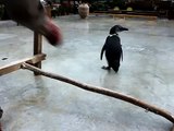 掛川花鳥園　ケープペンギン翔くんのトレーニング