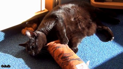 KISSA AAN HET SPELEN/KISSA IS PLAYING