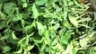 Pudina(Mint)-Health benefits of the most popular herb-Digestion,Cough,Fever,Cholera-