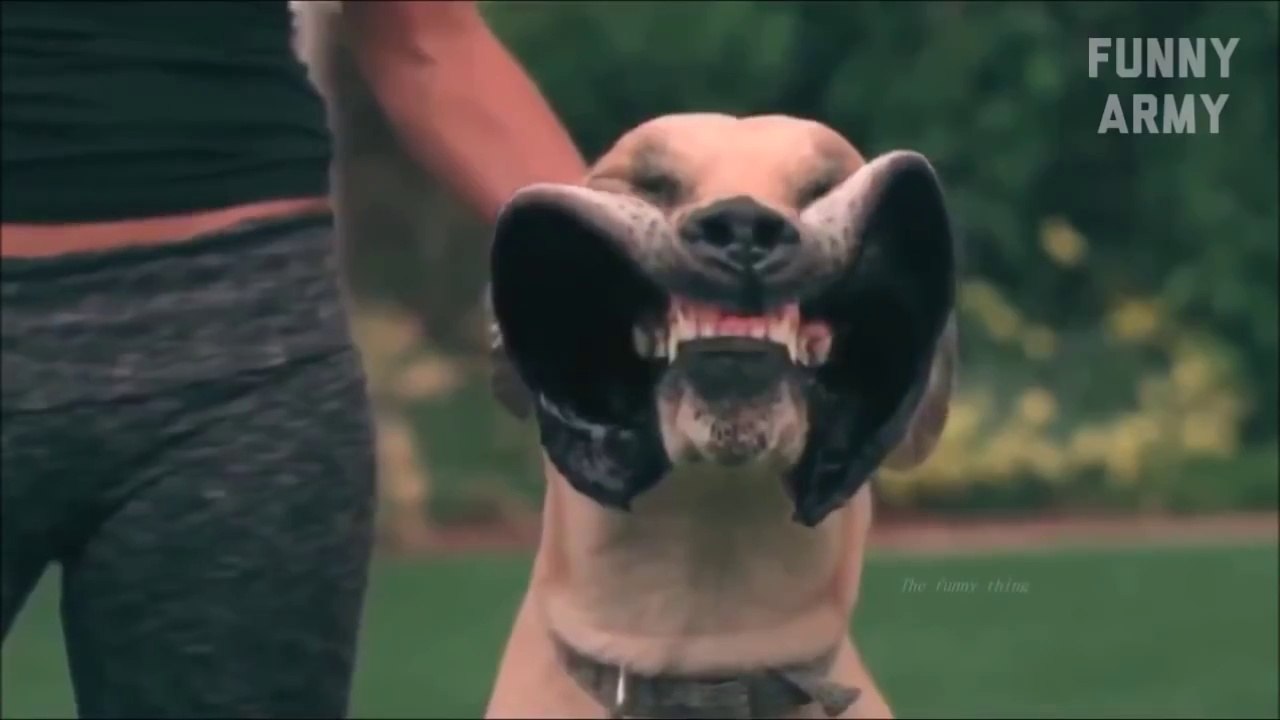 Funny videos 2015 Try not to laugh or Grin (Challenge Impossible) - Funny Pranks - FUNNY ARMY (1)