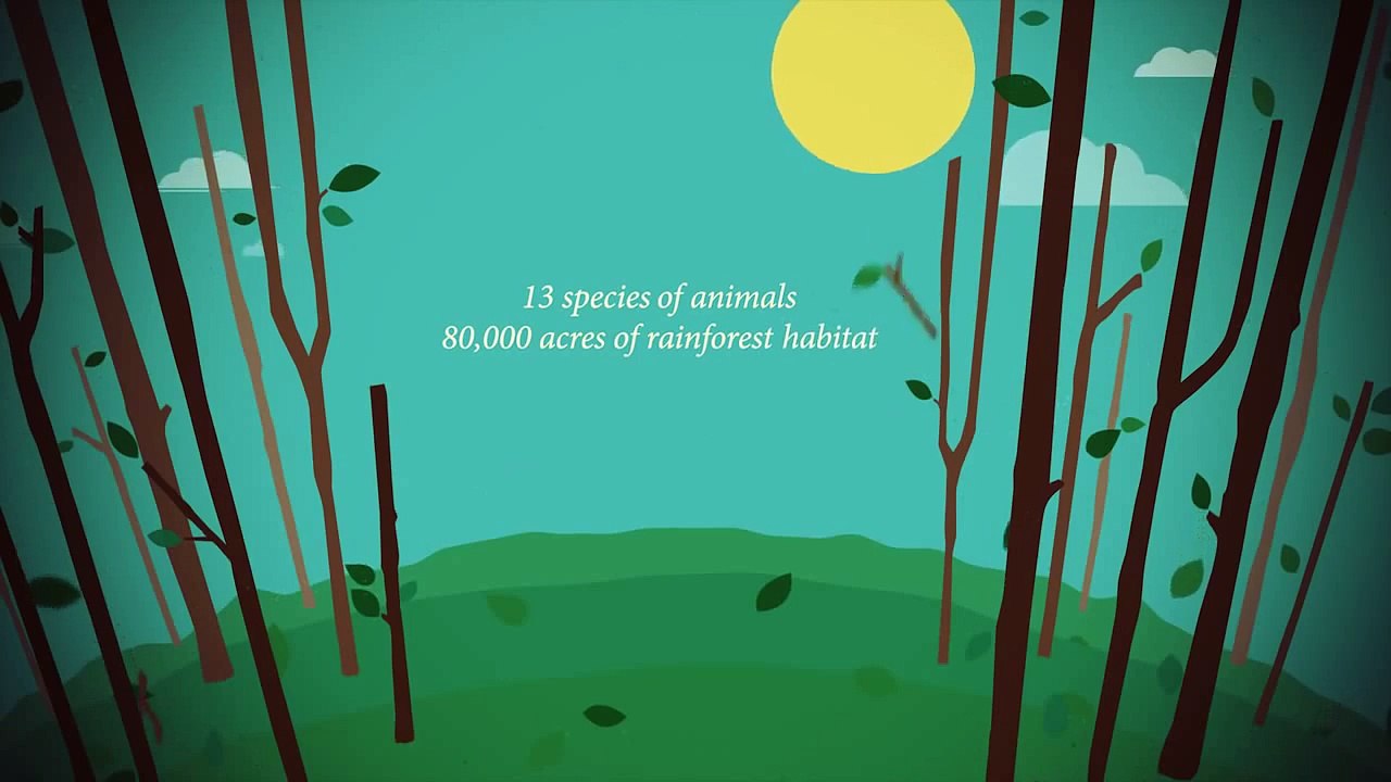 Care to Click Infographic Animation (Motion Graphics)
