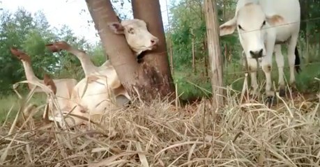 E quando tudo parecia perdido... apareceram 2 ciclistas para salvar o dia!