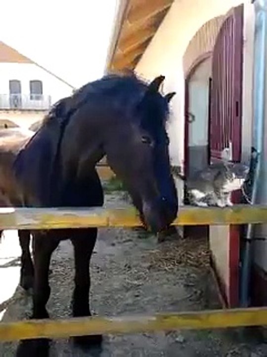 Horse like cat