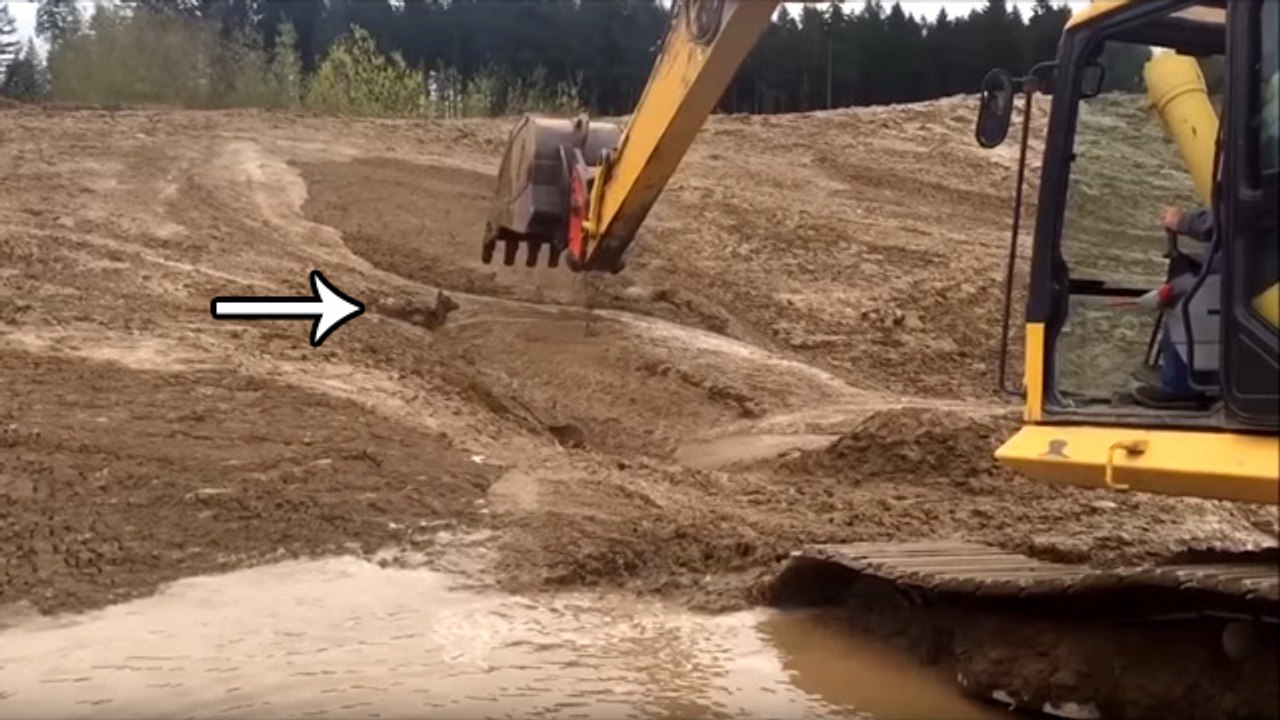 Badass Excavator Operator Rescues Baby Deer Hopelessly Stuck In Mud
