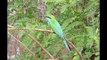 Coraciiformes kingfishers, hornbills, etc