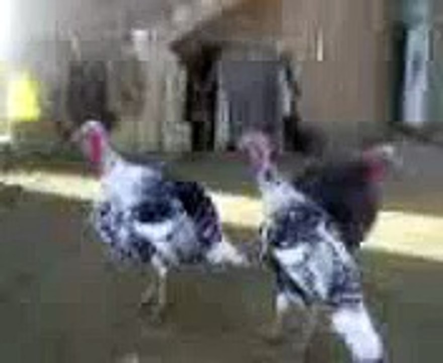 funny animals