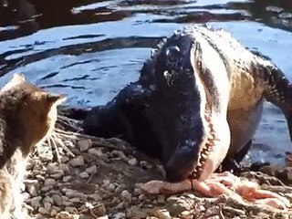 C’est qui le plus fort, le chat ou le croco