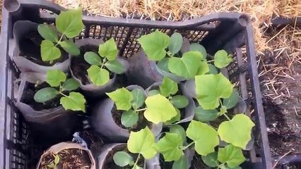 Как вырастить рассаду огурцов