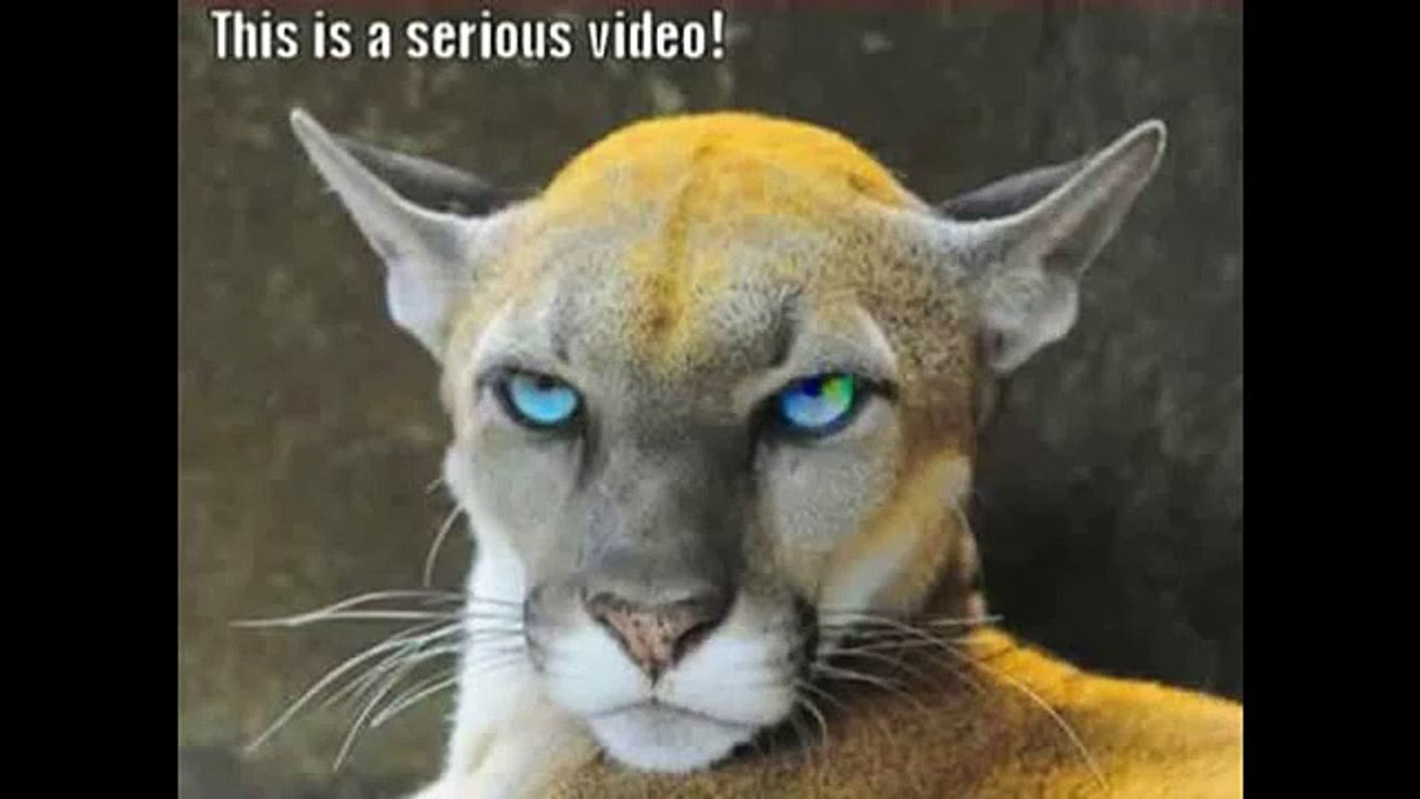 Funny Animals