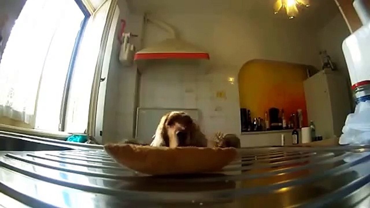 Funny animals compilation 2015 new _ Funny dog