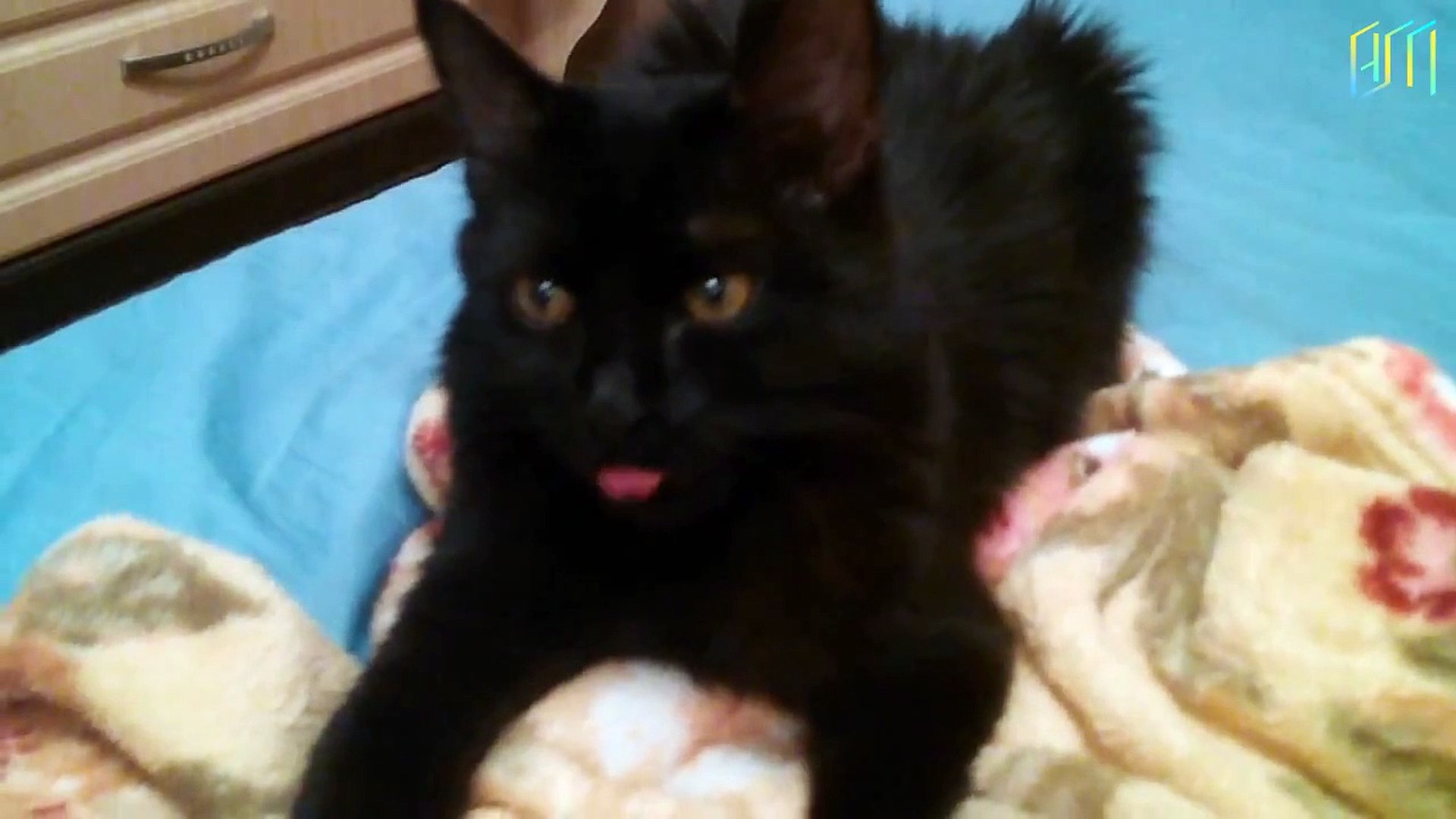 ⁣funny animals video | funny animals | 16