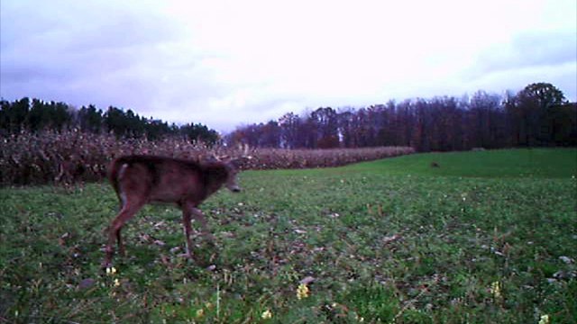 Signs of the Rut: Better Bucks Showing Up