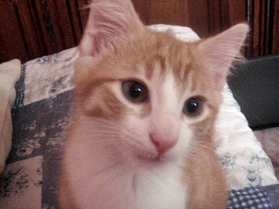 tao le chat 08129