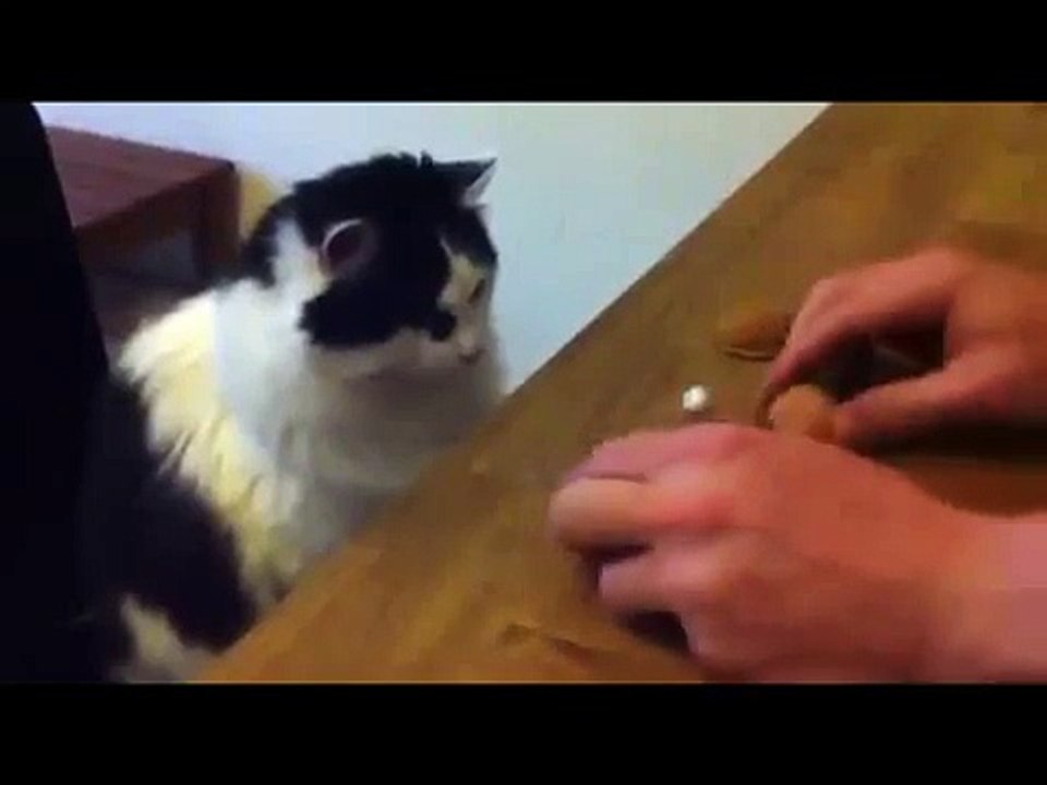 Funny Animals Videos 2016 Cat Winning Gambling Shell Game