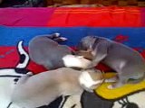 chiots whippet