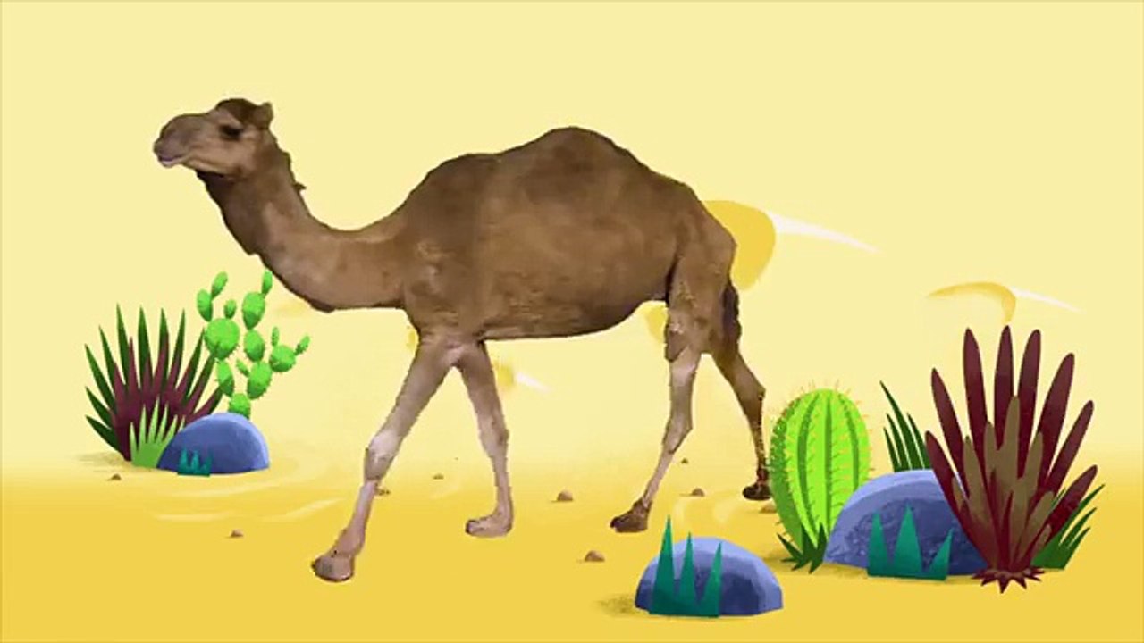 Animal Songs Walk Like a Camel,  by Hello Channel