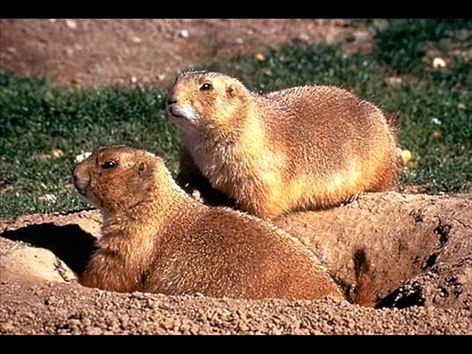 Prairie Dog