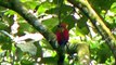 Woodpecker, Crimson-winged - Picus puniceus