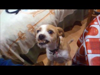 PERRO CON LA RABIA parte 1