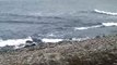 Hyljes October 26 2014 Seals back to sea 8:23