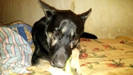 Ринки и новая игрушка