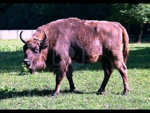 POEMAS AL FUTHARK (DOS) - POEMA DE VERANO BRISAS