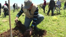 Palestinians plant olive trees close to an Israeli settlement