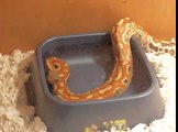 My New Female Sumatran Blood Python Taking a Bath.