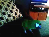 Severe Macaw Talking