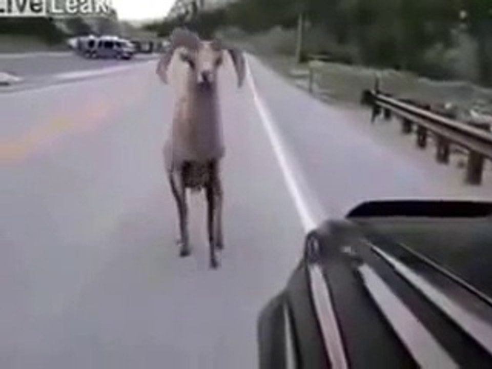 Funny Goat