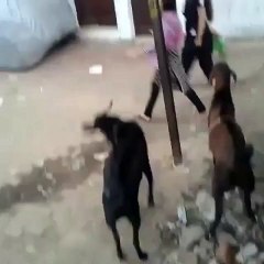 Goat Hits a Girl-Funny Video