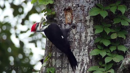 Timelapse of a Pileated Woodpecker creating a cavity