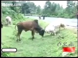 Funny fight Goat vs Ox