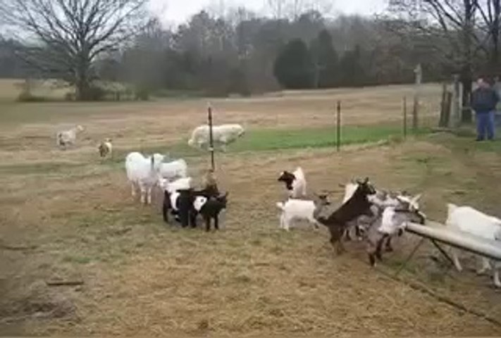 Funny Fainting Goats