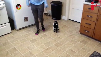 baby goat hopping around Funny Video