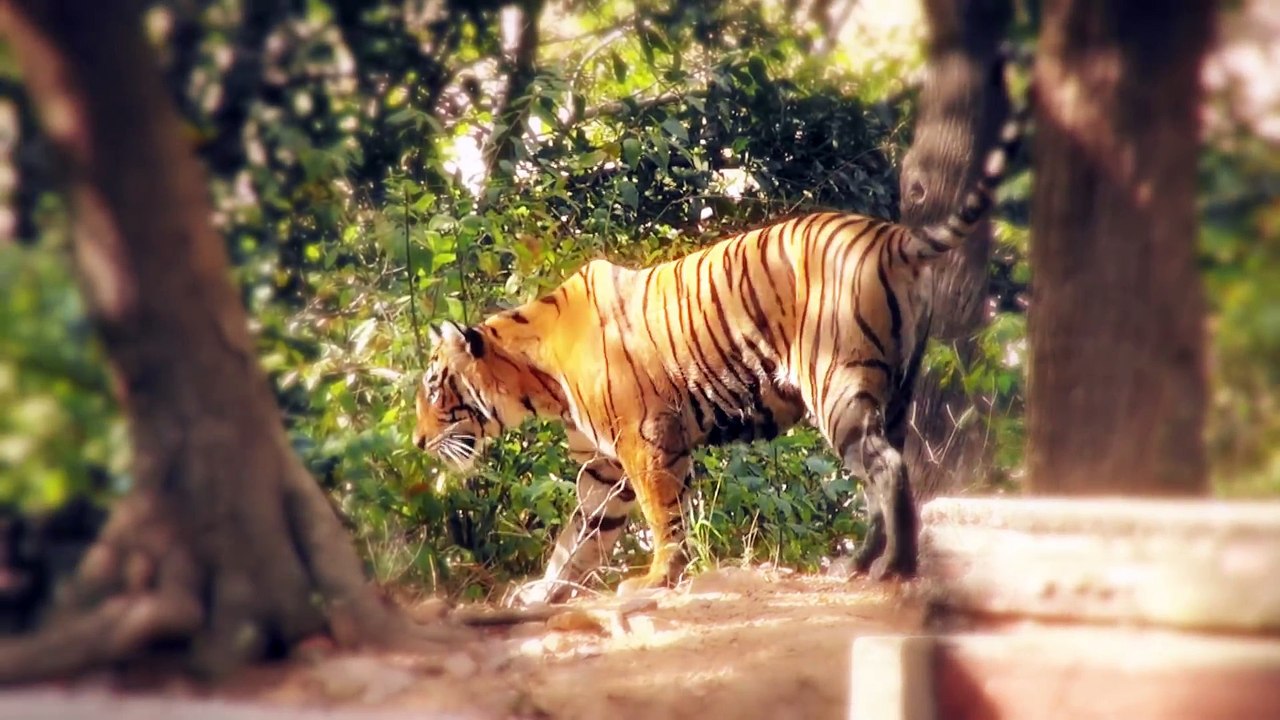 Top 10 2016 - Most Deadliest Animals in Asia