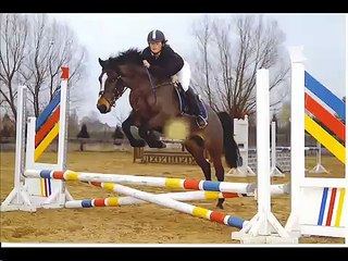 vulcano  etalon poney ( fils de posseidon ) a vendre