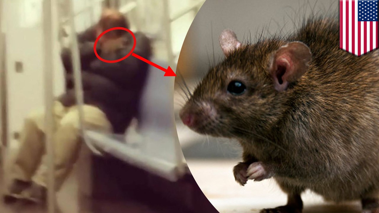 Huge rat climbs onto sleeping subway passenger in New York