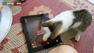 Most Funny Cats And Dogs Playing Fruit Ninja Compilation 2016