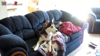 Most Funny Talking Dog Videos Compilation 2016 [NEW]
