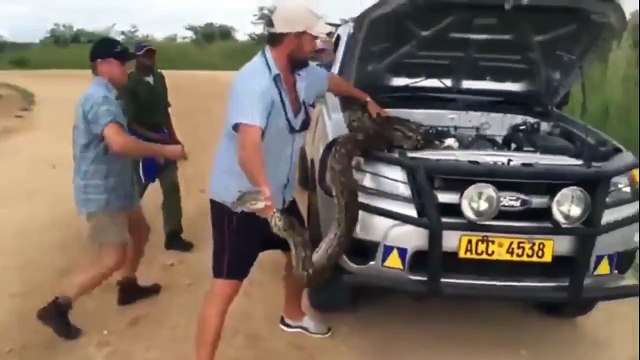 Что можно встретить под капотом машины в Африке