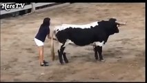 Funny videos People fail bull fighting Funny Animals videos Bull Fails Videos