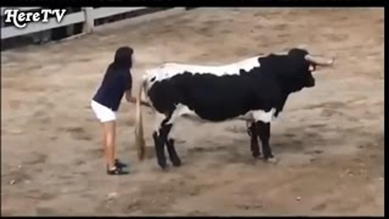 Funny videos People fail bull fighting Funny Animals videos Bull Fails Videos