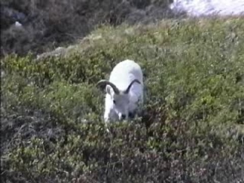 Mountain Sheep, Denali National Park, Alaska (Raise Volume)