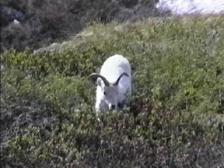 Mountain Sheep, Denali National Park, Alaska (Raise Volume)