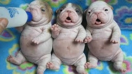 BEST FUNNY DOGS COMPILATION 2015 - 30 Minutes of Best Dog and Puppy Fails!