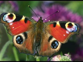 أحمد بن علي العجمي سورة الملك