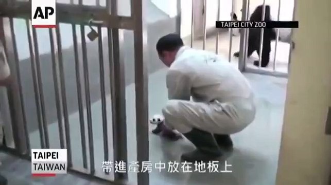 Первая встреча мамы–панды с малышом