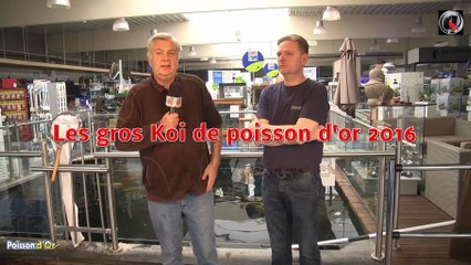 Les gros Koi de poisson d'or 2016